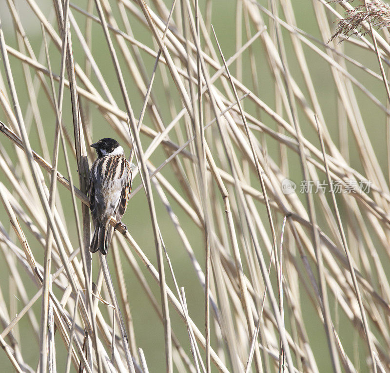 里德·班廷(Emberiza schoeniclus)